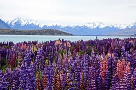 Don't miss Lake Tekapo at the heart of Mackenzie Country.