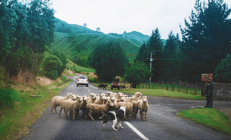 Be careful when driving during your campervan hire New Zealand trip as there are herd of sheep crossing the road.